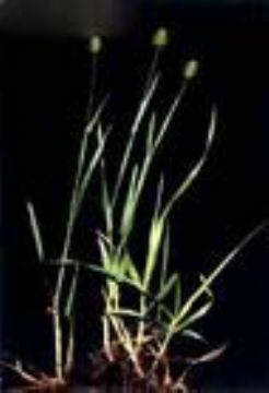  Phleum Pretense Extract